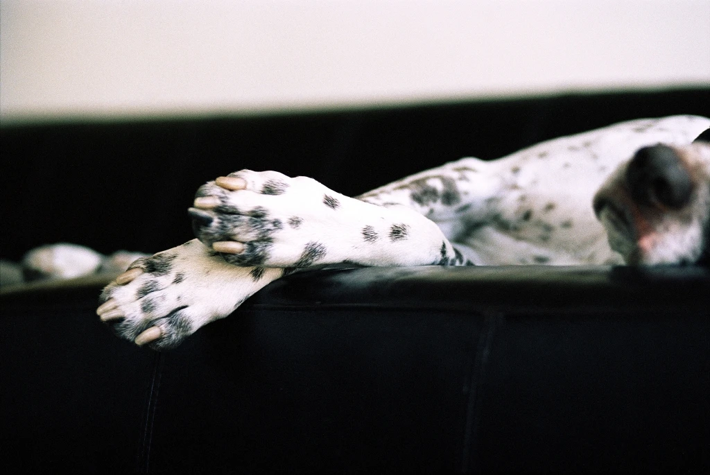 Animali, viceministro Martini: