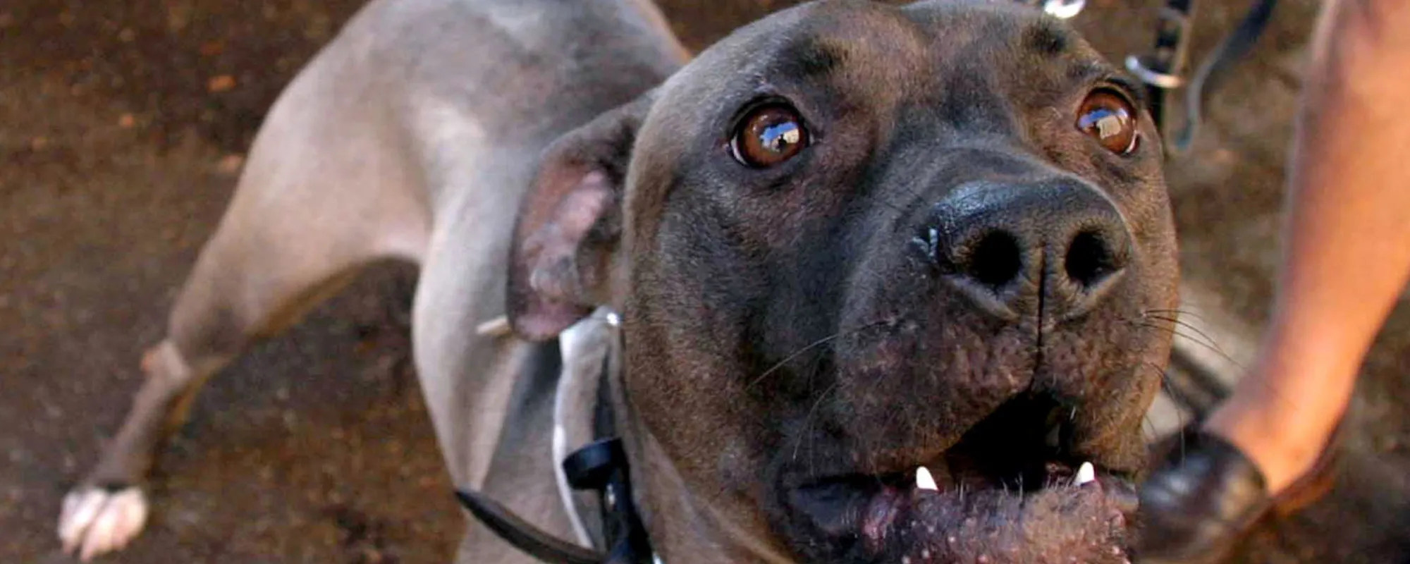Casoria, pitbull azzanna al volto 25enne: come la ha ridotta