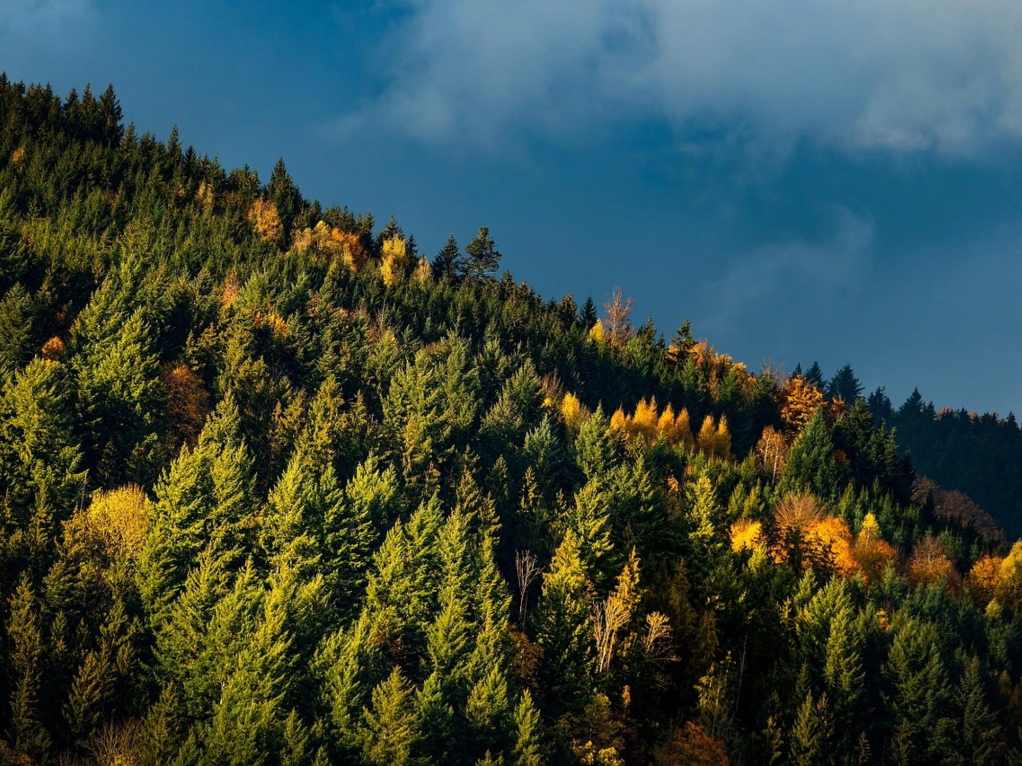 Anche gli alberi sono migranti climatici: l'ultimo delirio green