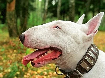 Tragedia nel Frusinate: anziana muore azzannata dal cane di un parente