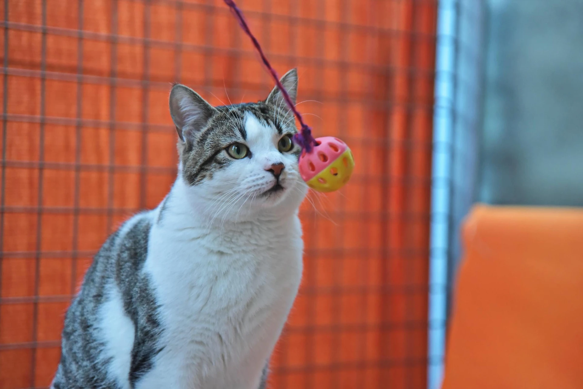 Arriva il vaccino contro l'allergia al pelo del gatto