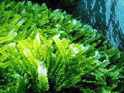 Una nuova alga invasiva scoperta lungo le coste della Sicilia meridionale