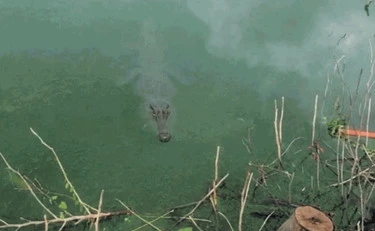 Pistoia, c'è un coccodrillo nel lago. E arriva l'esperto dall'estero
