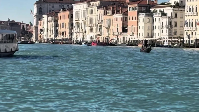 Avvistato un delfino a Venezia, vietato avvicinarsi