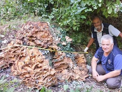 Si chiama 'Grifone' ma non ha le ali... scoperto nelle Marche maxifungo di 80 kg