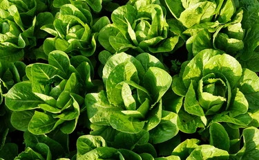 Insalata, non sono tutte uguali: come sceglierla, l'errore che abbiamo sempre commesso