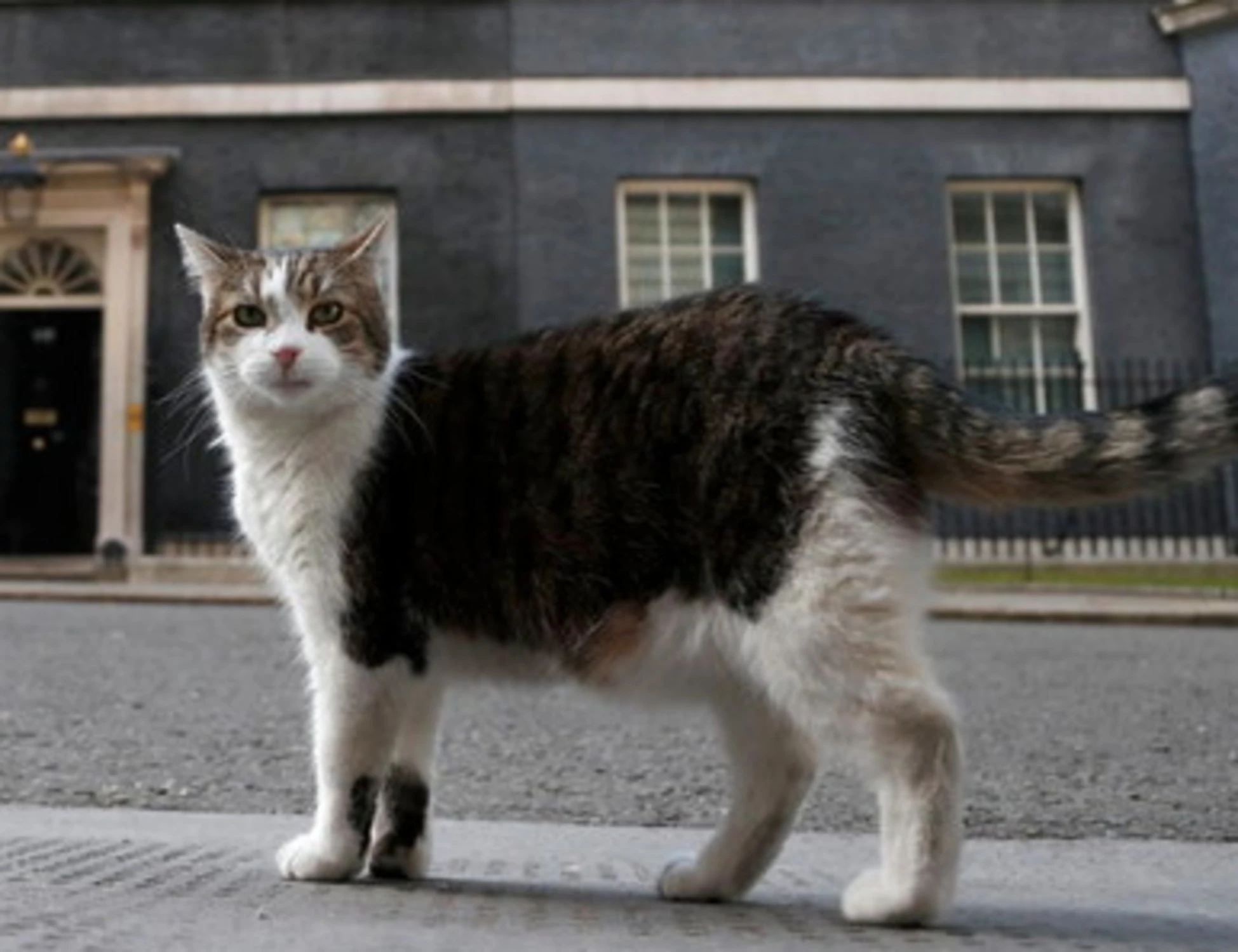 Larry il gatto, l'unico a resistere a Downing Street
