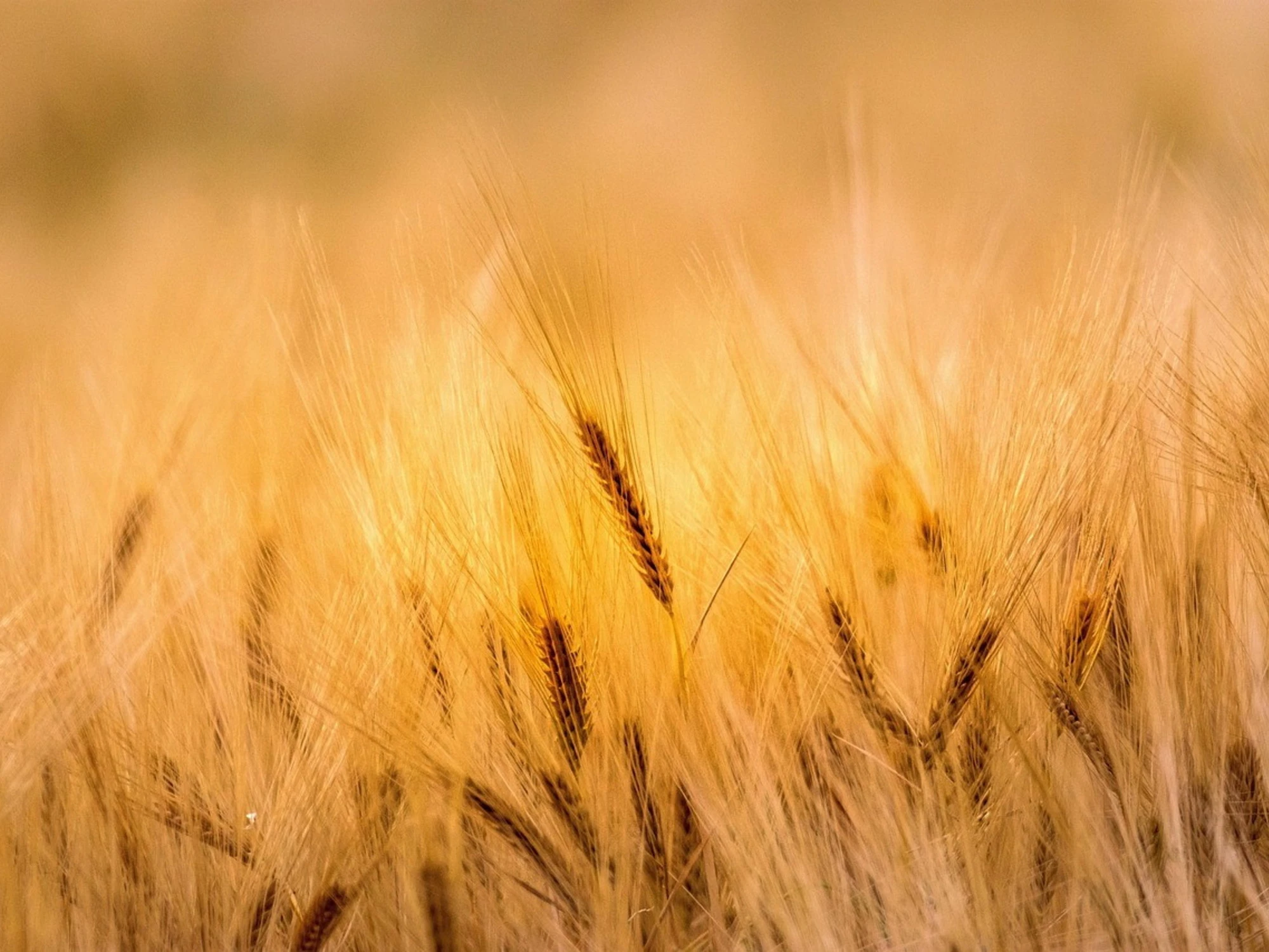 Meteo, Mario Giuliacci: estate infinita, cosa accadrà da lunedì