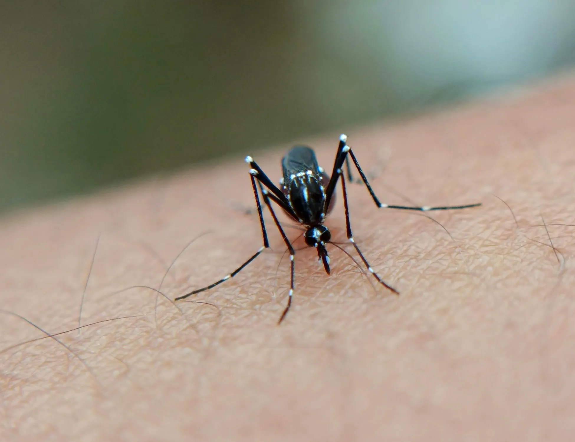 Leggi l'articolo: Francoforte, malaria in aeroporto: due morti, com'è arrivata la zanzara infetta