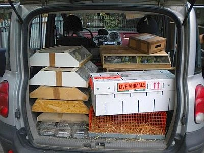 Il commercio illegale di animali un'attività che vale 19 miliardi di dollari l'anno