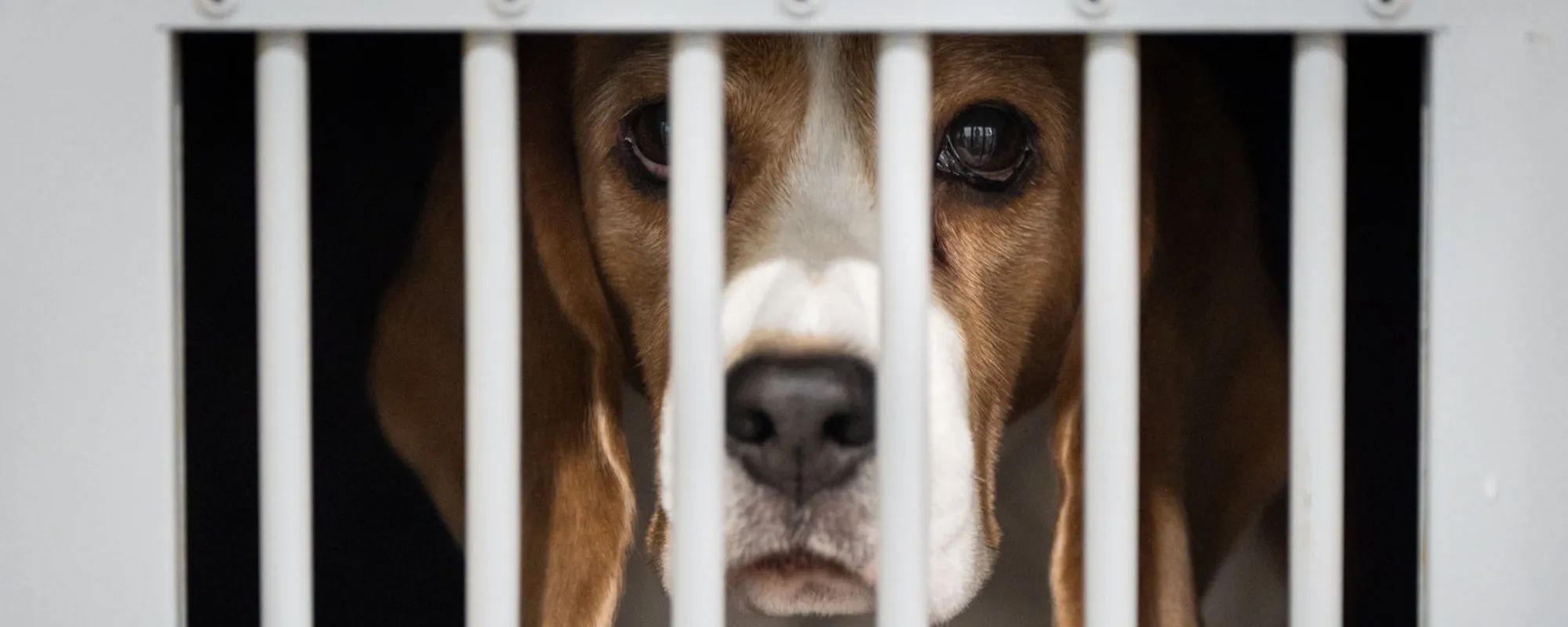 Basta Beagle in laboratorio: la sentenza cambia tutto