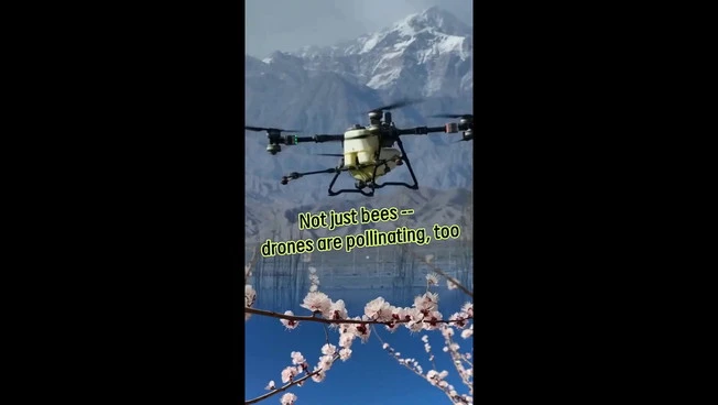 Cina, i droni utilizzati per l’impollinazione dei fiori di albicocco
