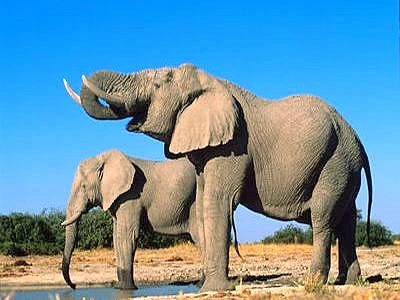 Parte la petizione globale del WWF contro l'uccisione illegale di elefanti africani