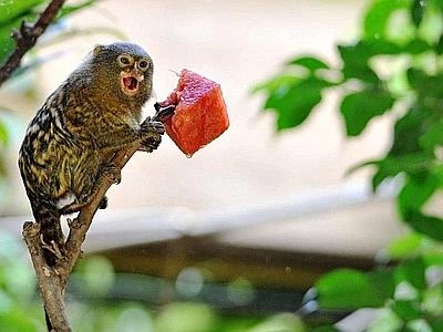 Elefanti e ippopotami a tutto cocomero, Ferragosto al Bioparco