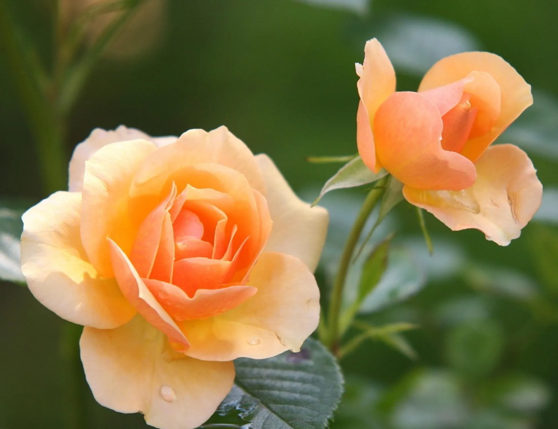 Consegna di rose in giornata: come fare un regalo last minute senza rinunciare all'eleganza