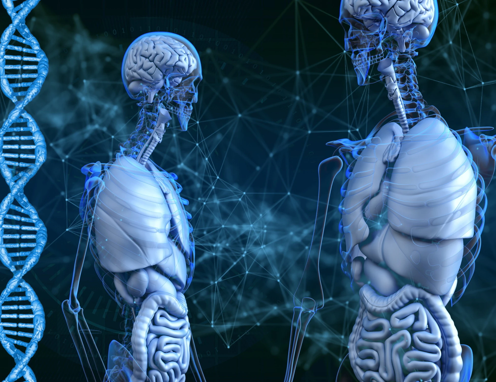 Il nostro scheletro racconta la storia dell’evoluzione. Come il Dna ha cambiato le ossa dell'uomo