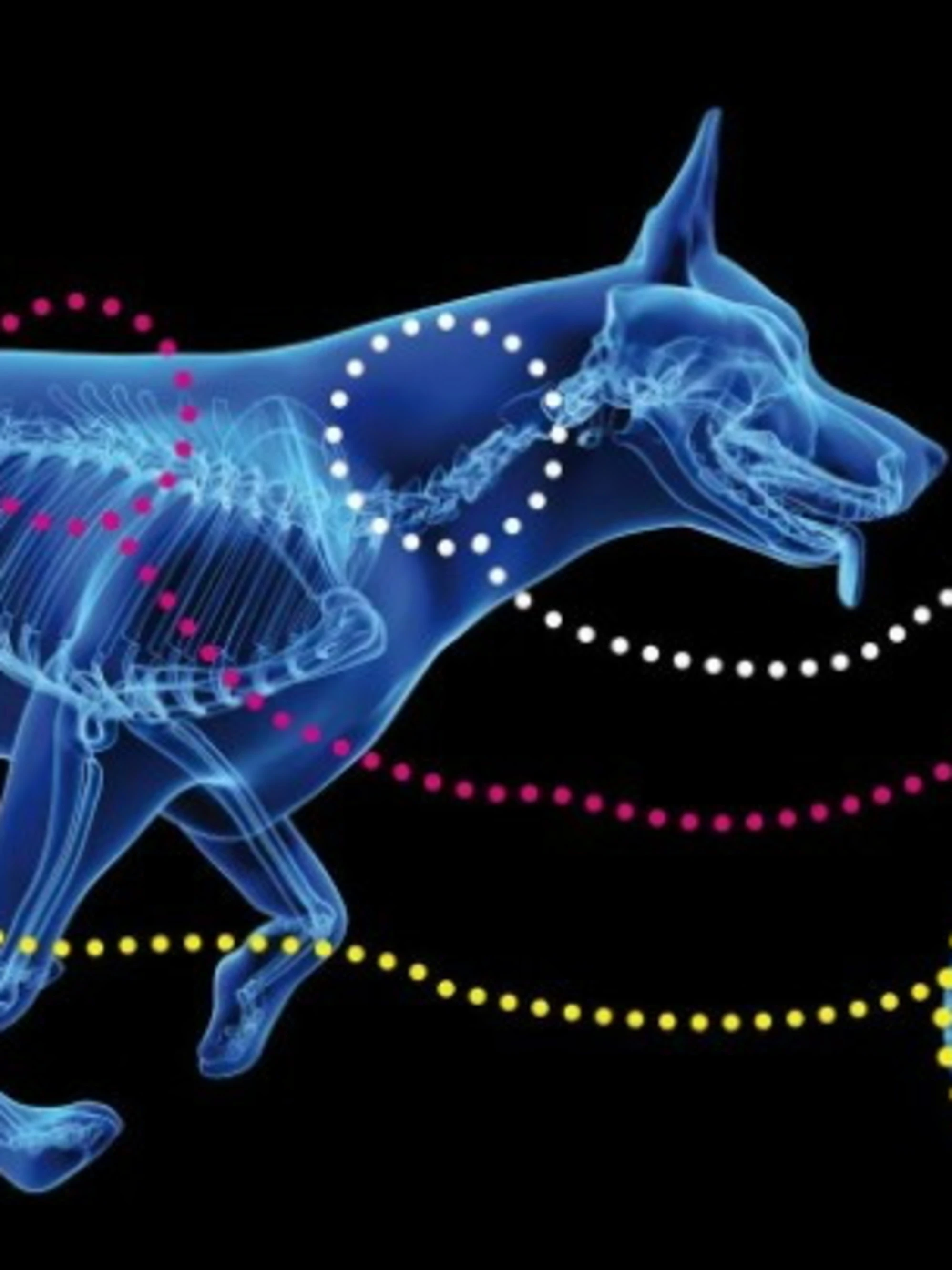 Traumi spinali di cani e gatti, il dispositivo che cambia la loro vita