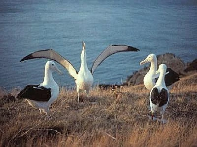 Albatros a rischio, servono regole per i pescherecci che utilizzano i palangari