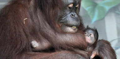 L'orango Dasa è mamma
