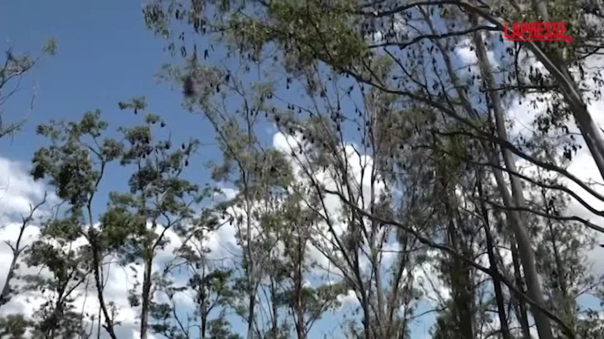 Australia, a Gympie i pipistrelli giganti creano problemi alla popolazione