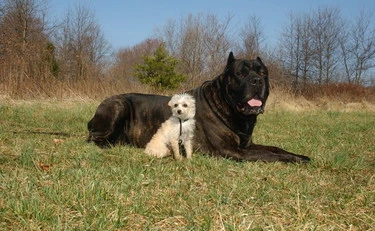 I cani grandi invecchiano più in fretta: gli scienziati puntano i geni contro i "geni saltatori"
