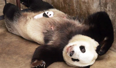 Il panda gigante Lou Sheng