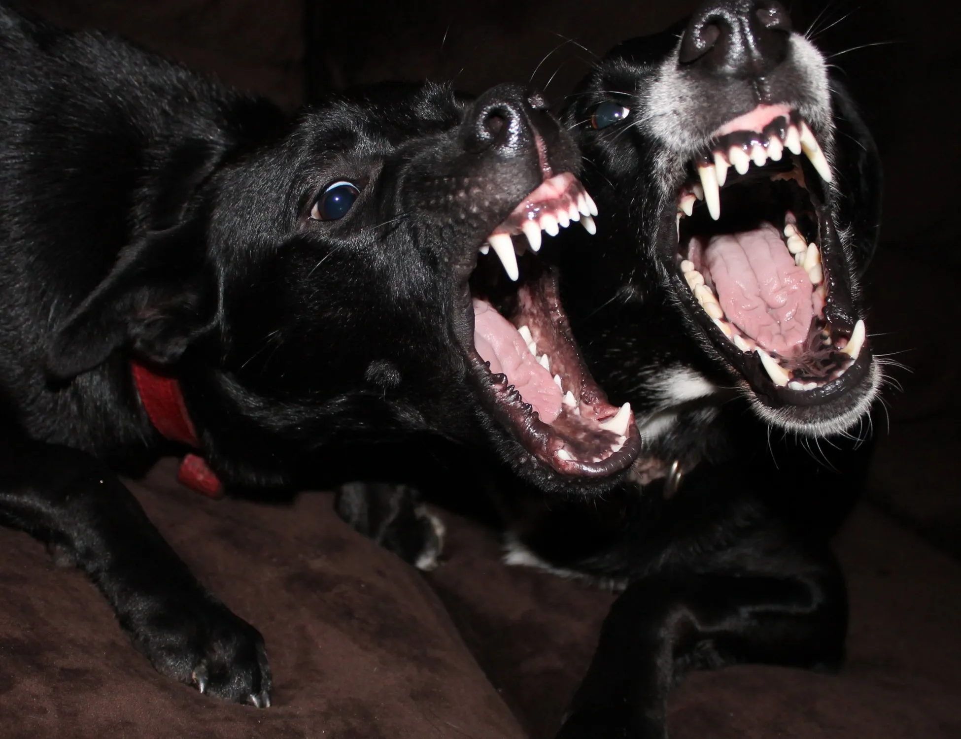 Focene, sbranato da 2 pitbull fuori controllo: il dramma di Dodo