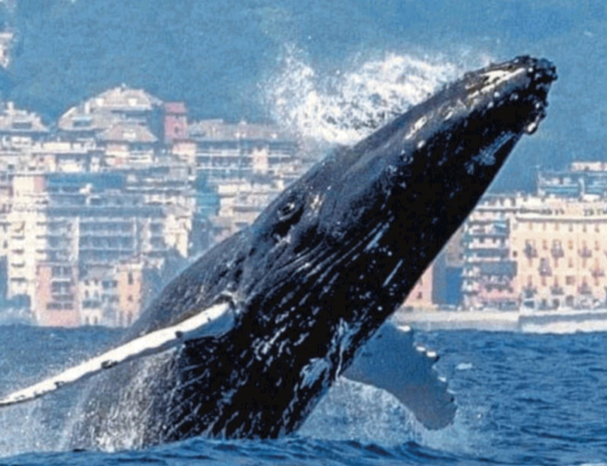 Il Mar Ligure paradiso dei cetacei