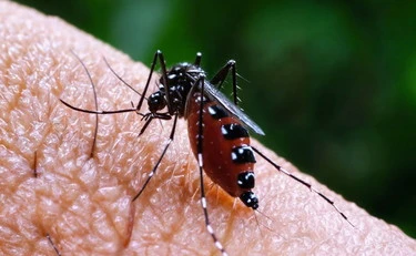 Dengue cosa succede al nostro DNA quando arriva i virus : la nuova scoperta