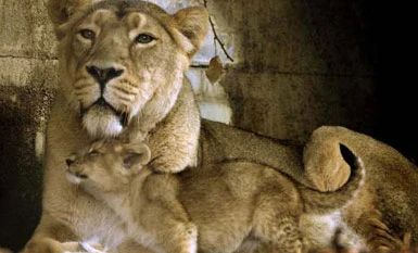 Zoo di Londra, la leonessa asiatica Abi
