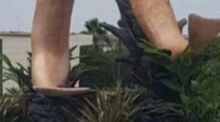 Marocco, le statue dei pesci sembrano enormi peni: un disastro epocale, subito rimosse