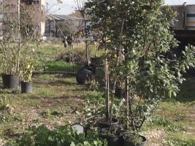 'Dona un albero', romani regalano piante a citta'