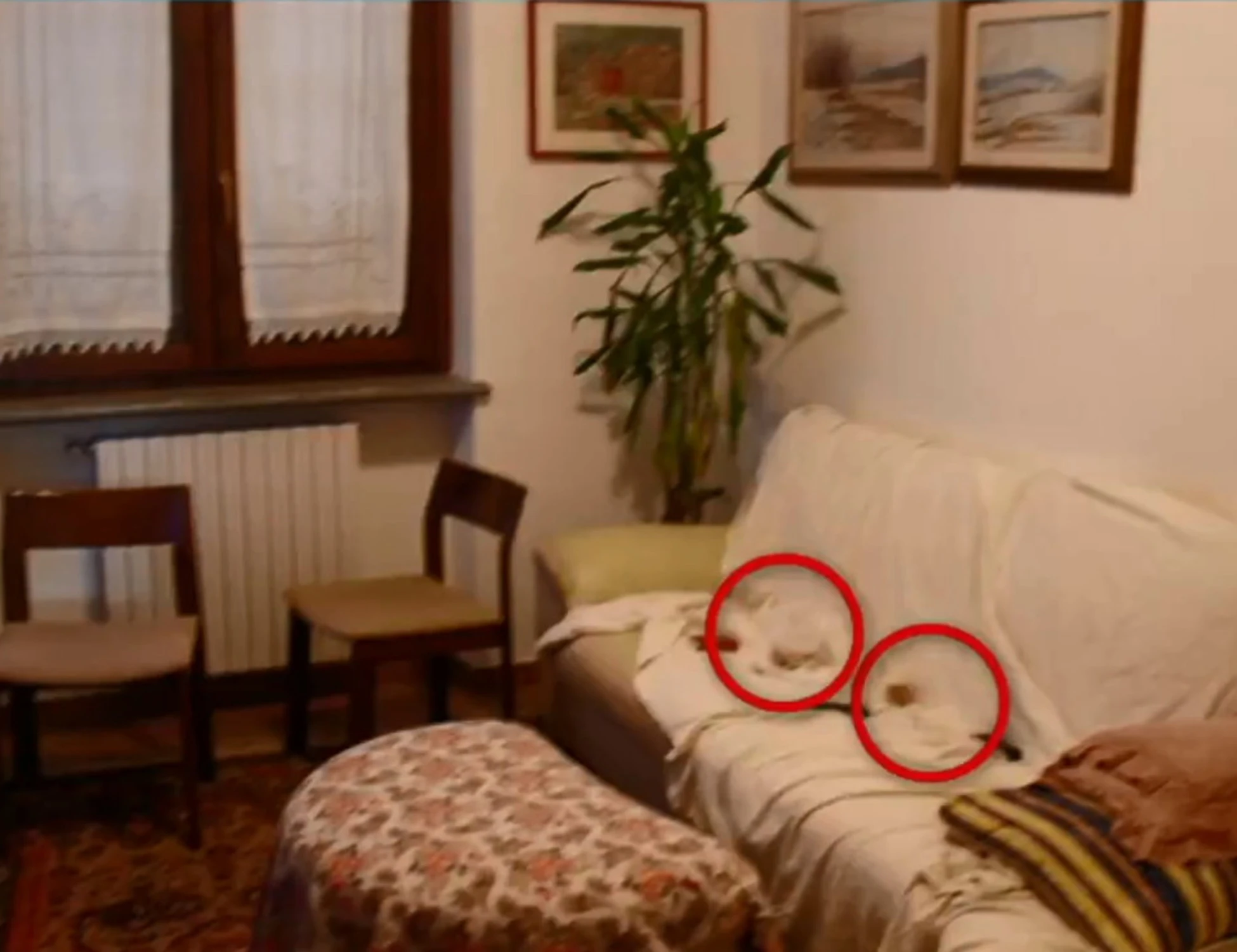 Garlasco, "guardate i cuscini sul divano": cosa non torna dalla foto nella villetta