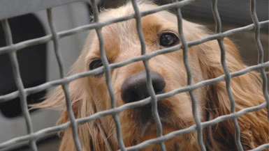 Anche i cani emigrano al Nord