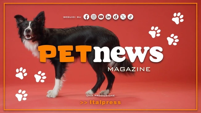 PetNews Magazine - 28/9/2026