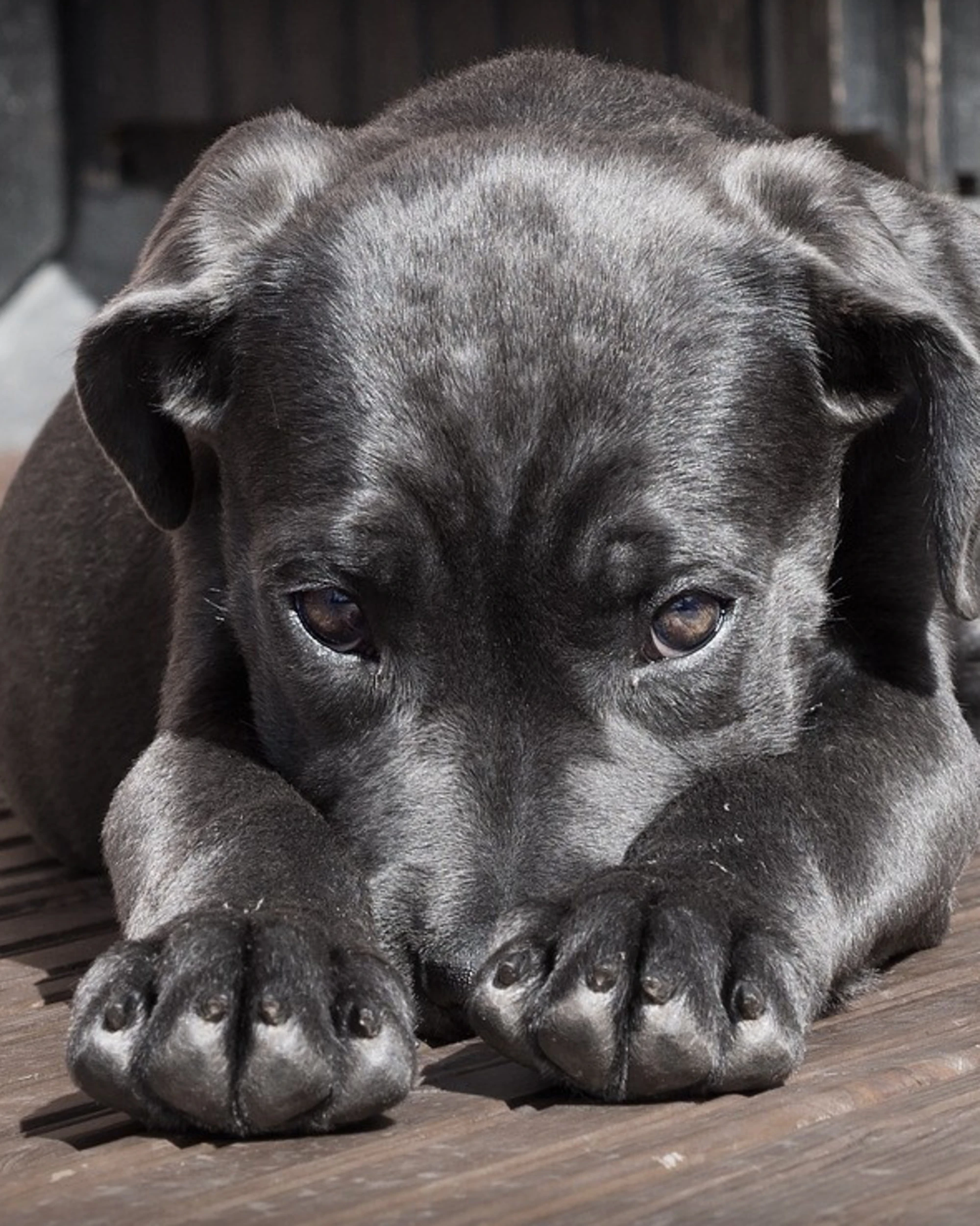 I diversi modi di comunicare del nostro cane