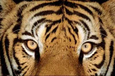 Mangiò una tigre indocinese