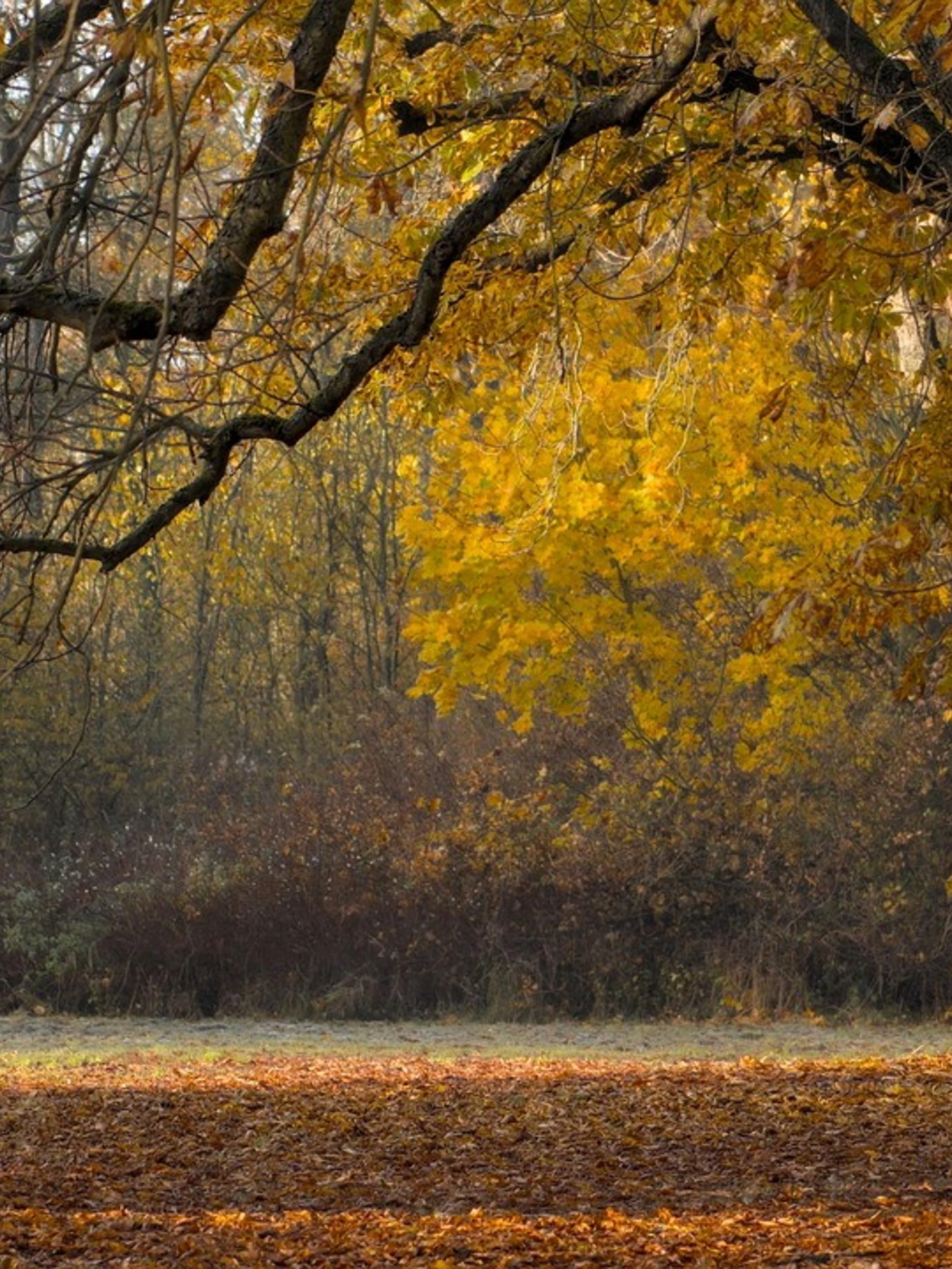 Autunno, il segreto di settembre: bilanci e promesse, l'eterno cambiamento