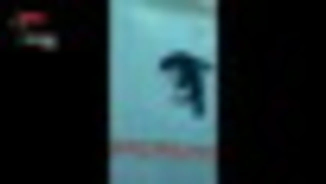 Carabinieri trovano leone marino "parcheggiato" in un piazzale