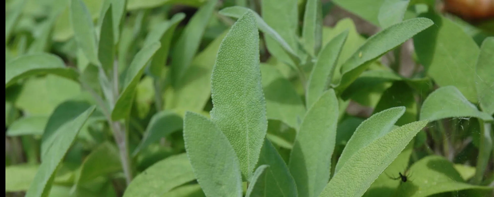 Salvia, gli effetti su memoria e sudore: i preziosi segreti della pianta