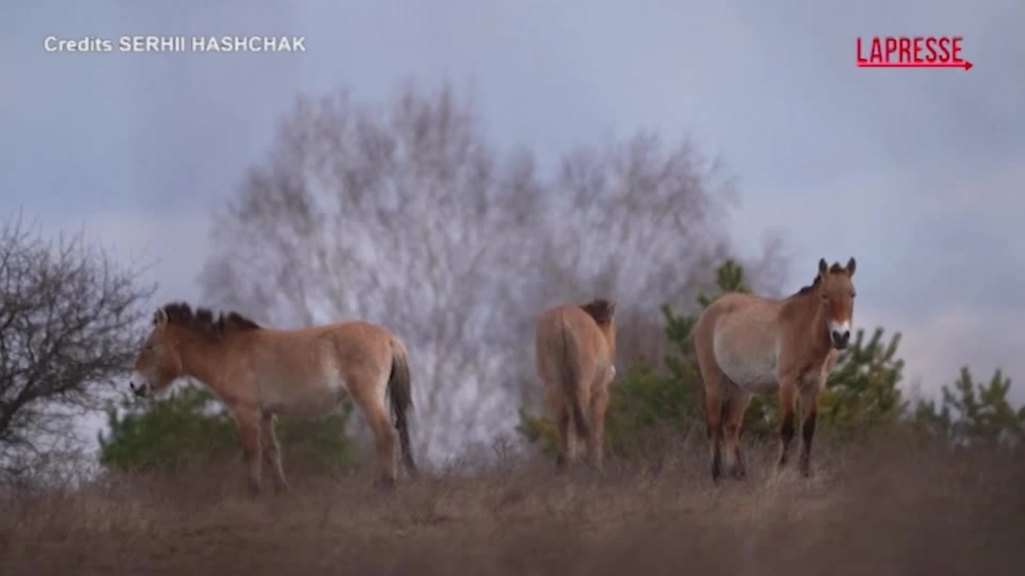 Chernobyl, cosa sta succedendo agli animai nella terra delle radiazioni