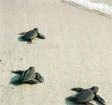 Le Caretta Caretta tornano