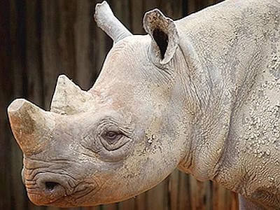 Turchia, trovato fossile di rinoceronte di 10 milioni di anni fa