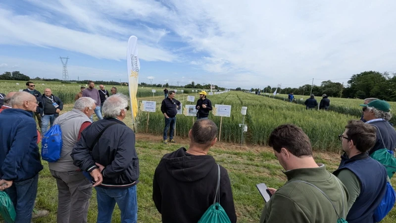 CONSORZI AGRARI D’ITALIA, CEREALI:  QUALITA’ IN CRESCITA MA CRITICITA’ SU SUPERFICI, PREZZI E COSTI DI PRODUZIONE