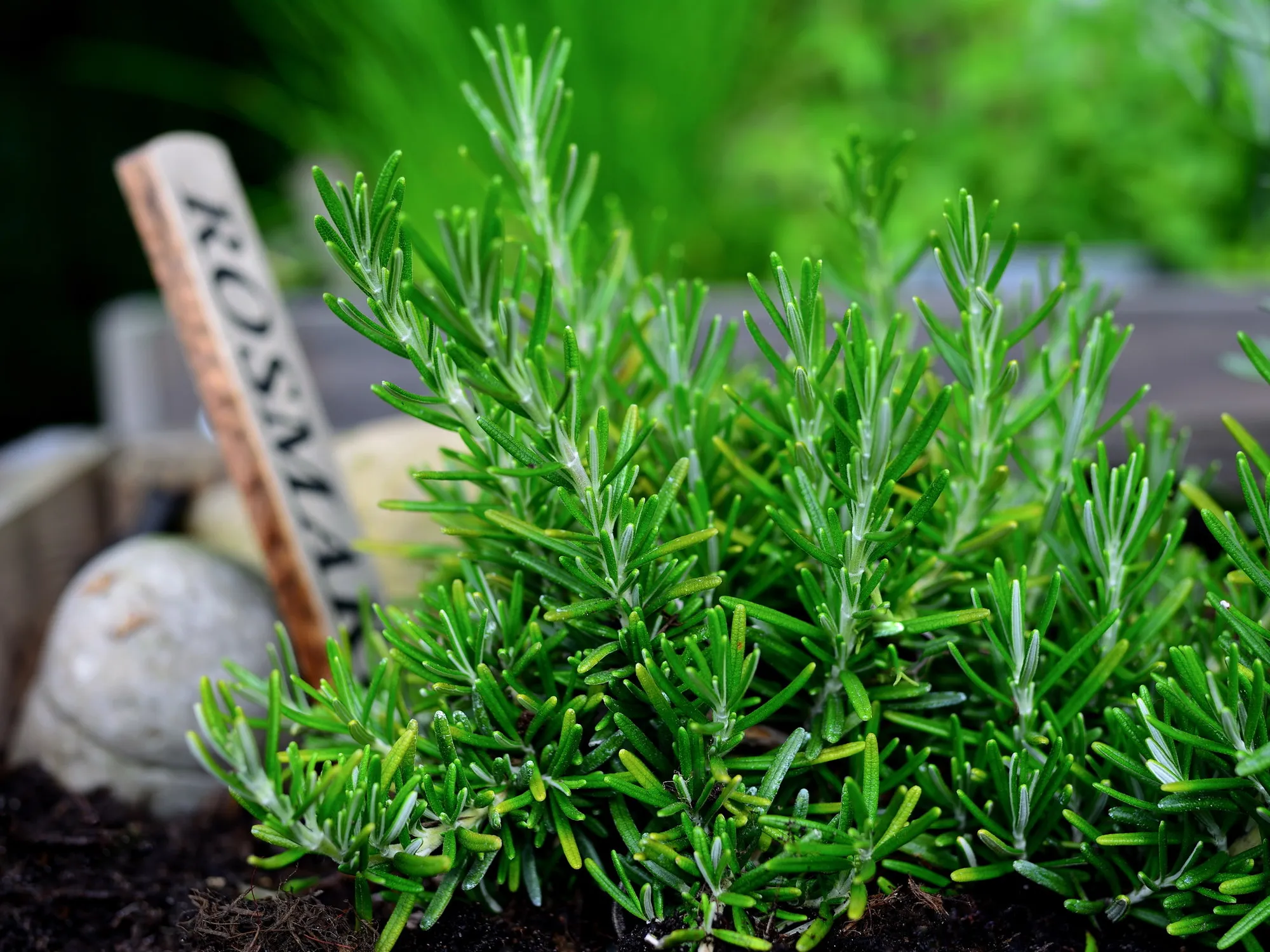 Rosmarino, i 5 segreti: gli effetti sul nostro corpo