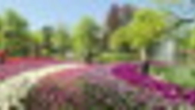 Keukenhof, milioni di tulipani in fiore nel parco simbolo d'Olanda