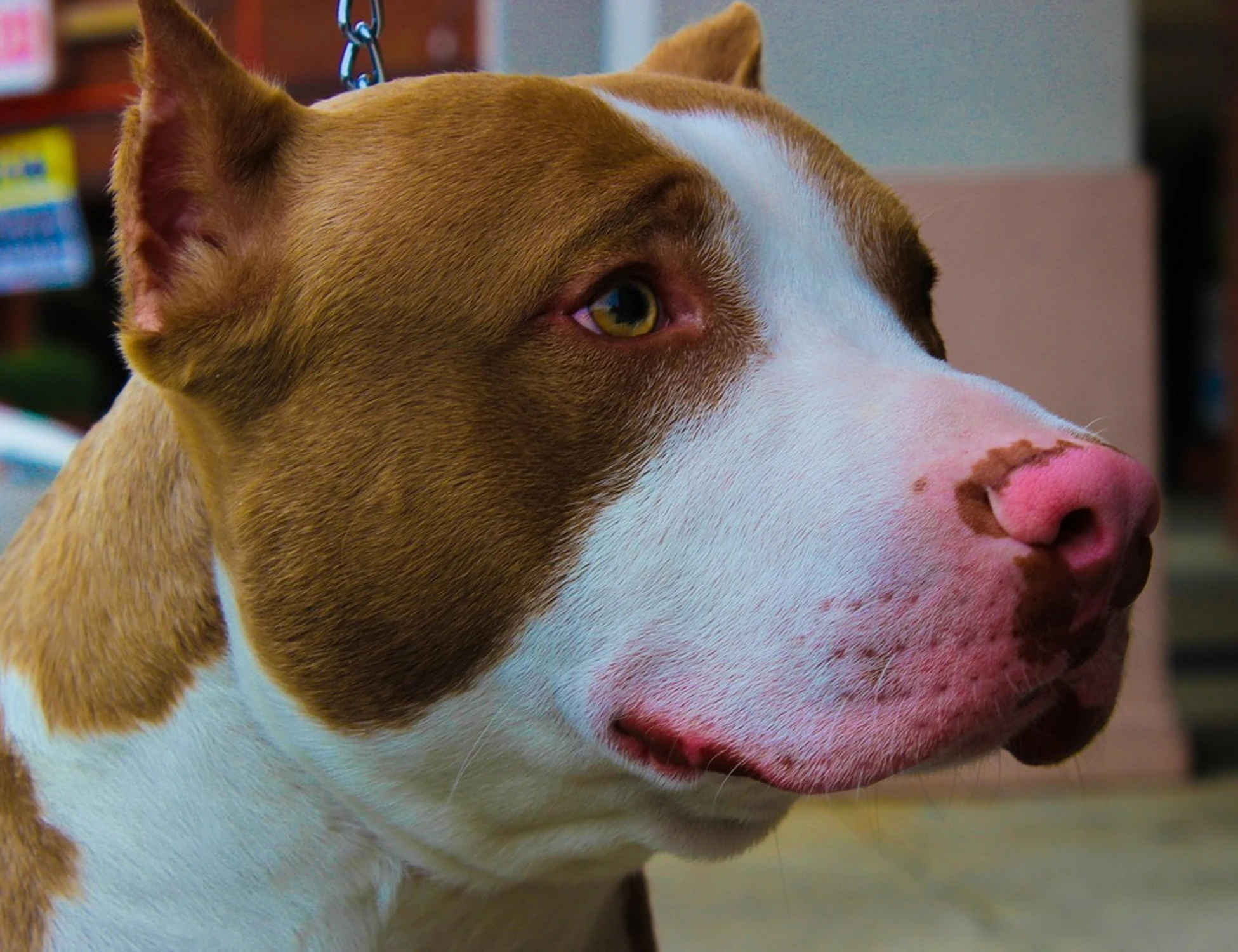 Nonna e bimba sbranate dal pitbull: orrore ad Agliana