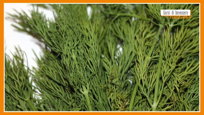 Sorsi di Benessere - Le proprietà dell'aneto