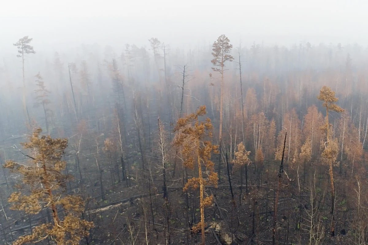 INCENDI IN SIBERIA, GREENPEACE LANCIA L'ALLARME CLIMA