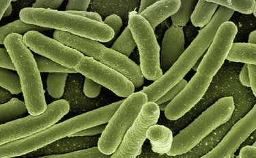 Ameba mangia-cervello, la morte atroce di un ragazzino: mal di testa, coma, morte